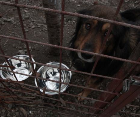 Motivul INCREDIBIL pentru care Primăria Timișoara EUTHANASIAZĂ câinii fără stăpân: nu mai sunt bani de mâncare până în 2018