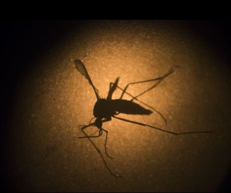 PRIMUL caz  de transmitere prin contact sexual a virusului Zika