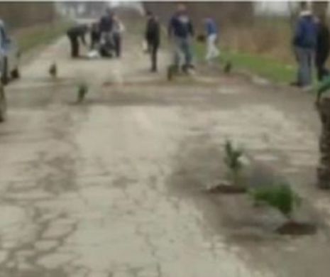 Şoferii din Arad au PLANTAT copaci în GROPILE de pe drumul judeţean 709B