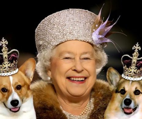 TRATAMENT REGAL pentru câinii Reginei Elisabeta a II-a. Ce li se întâmplă patrupedelor VA STÂRNI NUMEROASE REACŢII.  Detalii incredibile