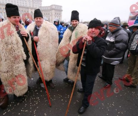 2.000 de ciobani și văcari i-au prohodit lui Cioloș reforma încă nenăscută