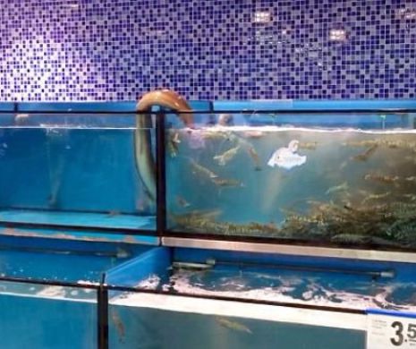 Cum a PUTUT să facă așa ceva? Un ȚIPAR a alunecat dintr-un acvariu într-altul pentru a mânca. SCCENELE HALUCINANTE au devenit VIRAL pe INTERNET | VIDEO INCREDIBIL