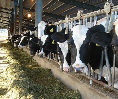 Fermieri români, sideraţi de ce au văzut în fermele din Alpi: Produc iaurt „bio” cu chimicale și îl livrează şcolilor