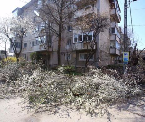 Masacrul mugurilor. Primăria Timișoara TAIE copacii ÎNFLORIȚI I GALERIE FOTO