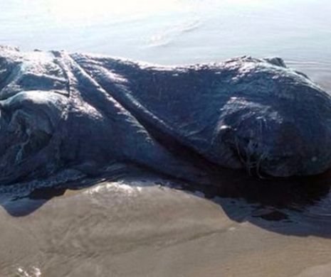 O CREATURĂ marină de PATRU METRI lungime a fost găsită pe o plajă din Acapulco