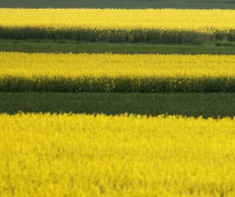 POLONEZII, acuzaţi că fac DUMPING cu biodiesel. Producătorii români sunt foarte AFECTAŢI