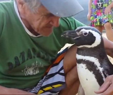 Povestea EMOŢIONANTĂ dintre un PINGUIN şi un om. N-ai crede că aşa ceva este POSIBIL | VIDEO