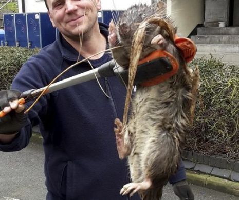 Un sobolan urias, capturat la subsolul unui bloc de apartamente din Londra. Oamenii au fost socati cand au vazut cum arata creatura