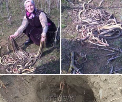 Această femeie planta cartofi în grădină, iar dintr-o dată a auzit un "şuierat puternic"! Erau 80 de şerpi sub ea