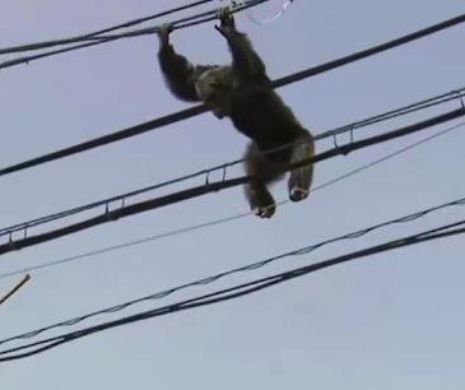 Imagini dramatice cu evadatul Chacha urcat pe cablurile de înaltă tensiune | VIDEO