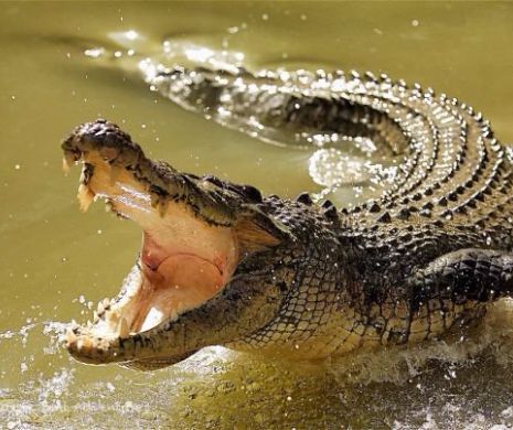 Tânăr atacat în cort de un crocodil