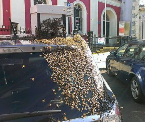 Motivul pentru care 20.000 de albine au urmarit timp de doua zile aceasta masina. Ce a descoperit apicultorul care a deschis portbagajul: FOTO