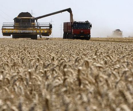 Ploile au dat peste cap culturile de cereale. Producător: „Cei care au pus GRÂU nu vor câştiga FOARTE MULŢI BANI“