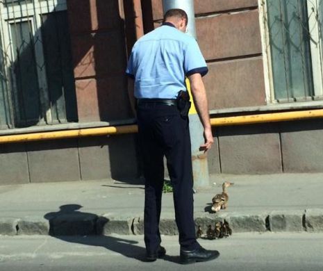 Polițistul lunii la Cluj. Un om al legii a ajutat o familie de rațe să treacă o stradă superaglomerată