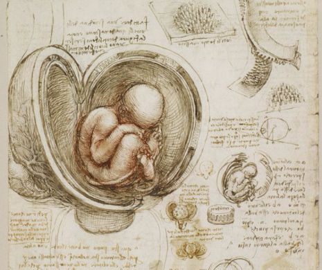 Corpul uman, DISECAT de Leonardo da VINCI. Imaginile GROTEȘTI cu membrele și organele umane,