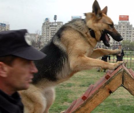 Guvernul american va DONA 4 câini antrenați JANDARMERIEI române