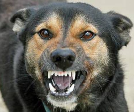 O CÂNTĂREAŢĂ din România DESFIGURATĂ de un câine într-un PARC din BUCUREŞTI