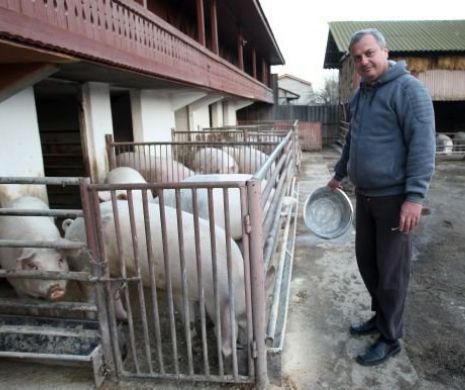 ROMÂNIA cere la Bruxelles deblocarea exportului de porci vii
