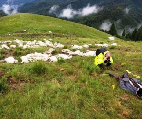 Tragedie fără margini în Masivul Bucegi. Un cioban şi 100 de oi au murit loviţi de fulger | GALERIE FOTO