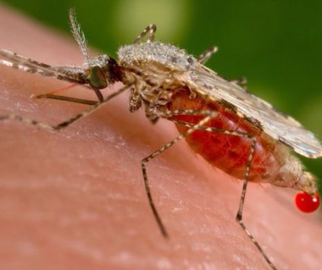 Al doilea caz de infectare Zika, confirmat în România. Este vorba de un băieţel de 10 ani, aflat în vizită la rudele sale