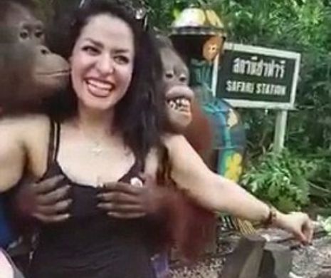 FOTO şi VIDEO. Ce i s-a întâmplat acestei femei a stârnit RÂSUL PLANETEI! A vrut să se pozeze lânga animaluţe într-un PARC iar o maimuţă PERVERSĂ a atins-o în locuri INTERZISE!