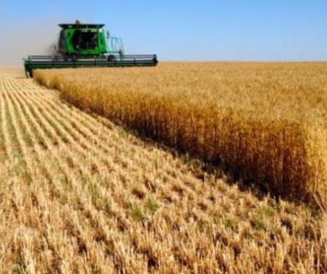 Prețul grâului, în scădere după ce România, Rusia și Ucraina au anunțat RECOLTE MASIVE