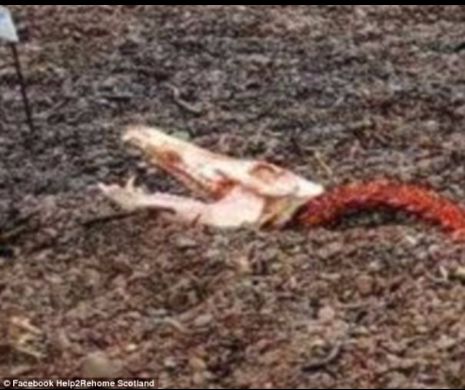 Să se fi elucidat, în sfârşit, un misterul creaturii din lacul Loch Ness? S-au descoperit imagini cu ceea ce par a fi rămăşiţele unui monstrului mitic, Nessie | GALERIE FOTO