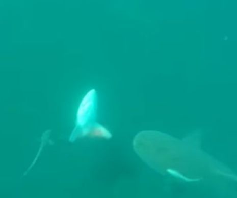 VIDEO ŞOCANT! Ce a surprins un grup de PESCARI sub apele oceanului ÎNTRECE orice IMAGINAŢIE