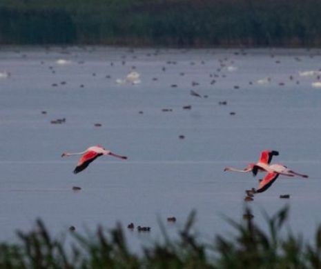 Apariție rară în Deltă: păsări flamingo roz