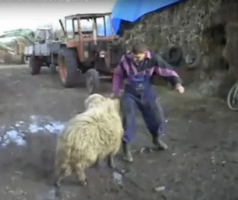 APUCĂTURI IMORALE cu porci, oi şi berbeci. Ţăranii români şi OBICEIURILE BOLNAVE care AU ŞOCAT LUMEA l Foto+video