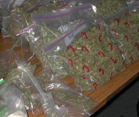 Cantitate RECORD de marijuana, transportată de patru ROMÂNI în Toulouse. Tinerii au fost arestați de polițiștii francezi
