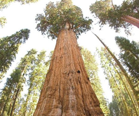Generalul Sherman, cel mai mare copac din lume! Este de 10 ori mai gros decât o balenă albastră. Unde se găseşte „URIAŞUL“ care cântăreşte 2.000 de tone| VIDEO