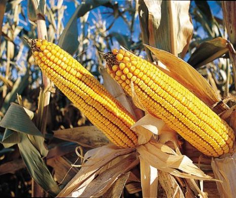 Bayer preia Monsanto şi devine cel mai mare furnizor mondial de seminţe modificate genetic şi erbicide
