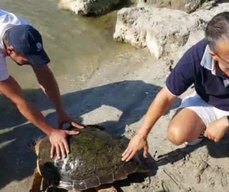 Broască țestoasă din Mediterana găsită pe plaja Vadu. Pescarii au dus-o la Delfinariu