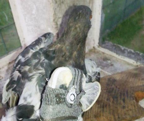 Paznicii de la inchisoare au prins un porumbel "mesager". Surpriza pe care au avut-o cand au vazut ce transporta. VIDEO