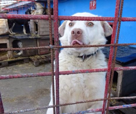 World Animal Protection cere primăriei Constanța să stopeze masacrul câinilor fără stăpân