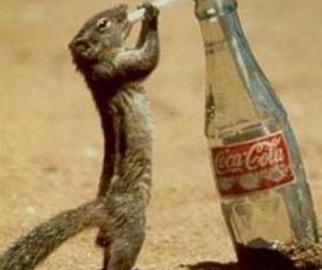 Animalele care SE COMPORTĂ CA OAMENII, îţi vor face VIAŢA MAI FRUMOASĂ. Veveriţele, câinii, pisicile, urşii panda sau cangurii SUNT GENIALI şi AMUZANŢI l Foto