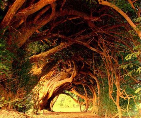 Copacul science fiction ocupă APROAPE DOUĂ HECTARE şi are CRENGI DE 25 DE METRI. Banyan, MINUNEA care arată MĂREŢIA NATURII, în imagini de senzaţie l Foto