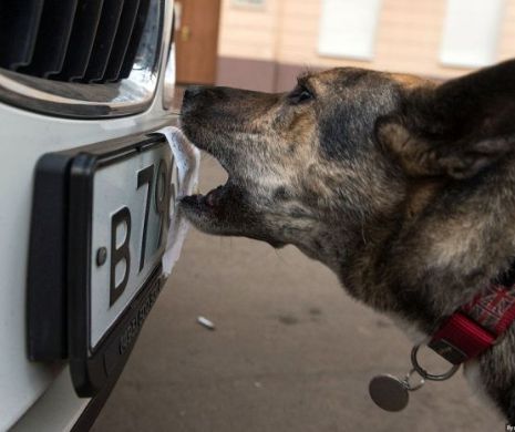 Ruv, câinele poliției de frontieră, ucis de contrabandiști