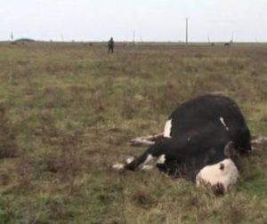 Un criminal UCIDE animalele dintr-o comună, noaptea, unul după altul. Poliția a dechis o anchetă