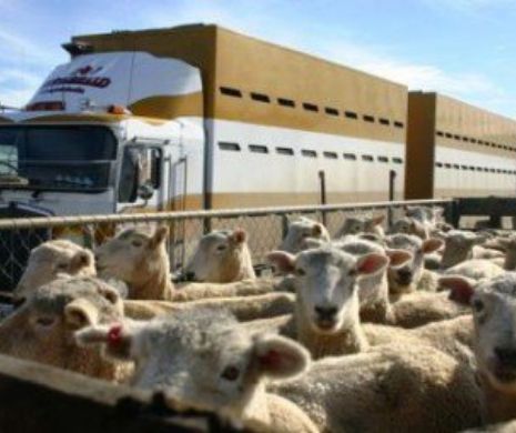 Un TIR cu sute de oi s-a răsturnat pe Autostrada Soarelui