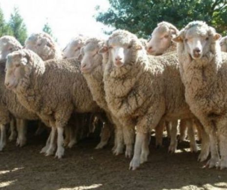 Zeci de oi din Alba, sfâșiate cu sânge rece. Ciobanii sunt ÎNGROZIȚI de carnagiul petrecut, și cred că acest lucru SE VA REPETA