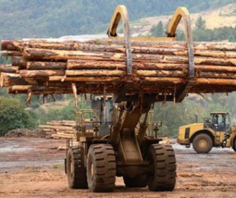 Exportul de lemne NU  va mai fi LIMITAT, așa cum au PROMIS parlamentarii prin Legea Silvică