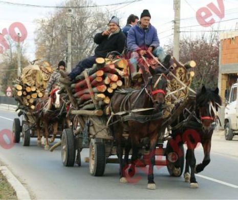 Pahonţu (Romsilva): Preţul lemnului de foc pentru populaţie s-a DUBLAT anul acesta