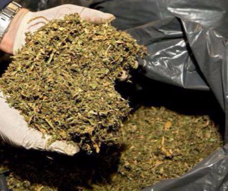 CAPTURĂ RECORD de droguri în Braşov! Cinci kilograme de CANNABIS au ridicat poliţiştii