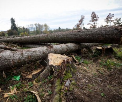 Contracte pe bani publici: nu doar pădurile se fură în România. Ci și împăduririle