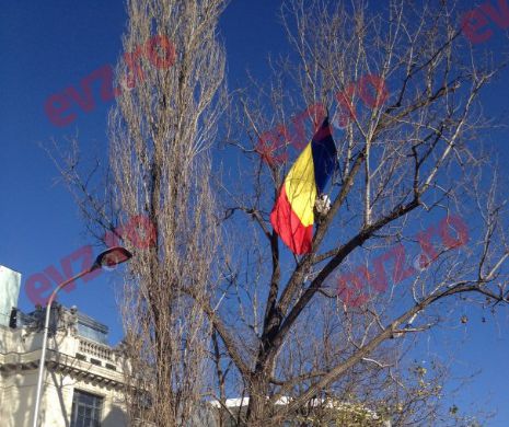 PROTEST în faţa Guvernului! "Stegarul dac" s-a urcat într-un copac din faţa Palatului Victoriei | FOTO