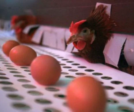 Salmonella depistată în peste 500.000 de ouă. Acestea proveneau de la o FERMĂ de GĂINI OUĂTOARE