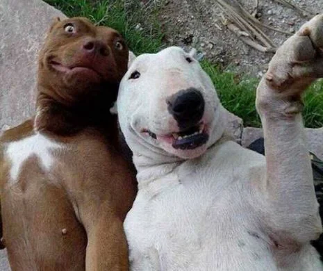 Animale înnebunite după selfie-uri! Îți înmoaie sufletul când vezi ce FIGURI AMUZANTE au în poze