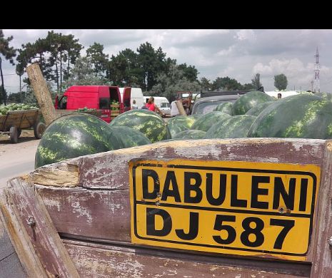 Brandul "pepenele de DĂBULENI" este FALSIFICAT de produse din import. Poducătorii locali RENUNŢĂ la cultură